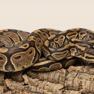 Ball Python - Normal (Captive Bred)