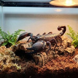 Emperor Scorpion (Pandinus imperator)