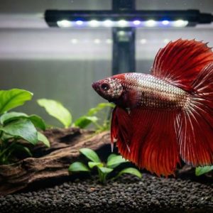 Halfmoon Betta Male - Red Dragon