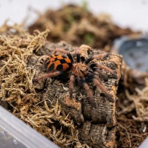Pumpkin Patch Tarantula (Hapalopus sp. Colombia)