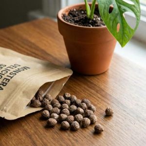 Monstera Deliciosa Seeds (Pack of 10)