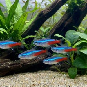 Neon Tetra (Paracheirodon innesi) - School of 5