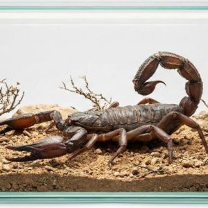 Parabuthus transvaalicus (SA Thick Tail)